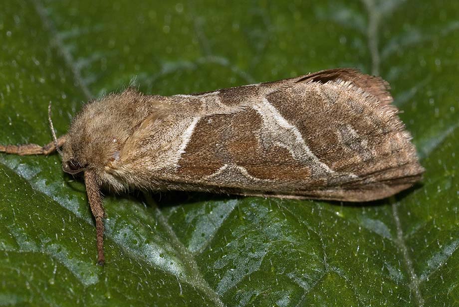 Triodia sylvina  (Hepialidae)