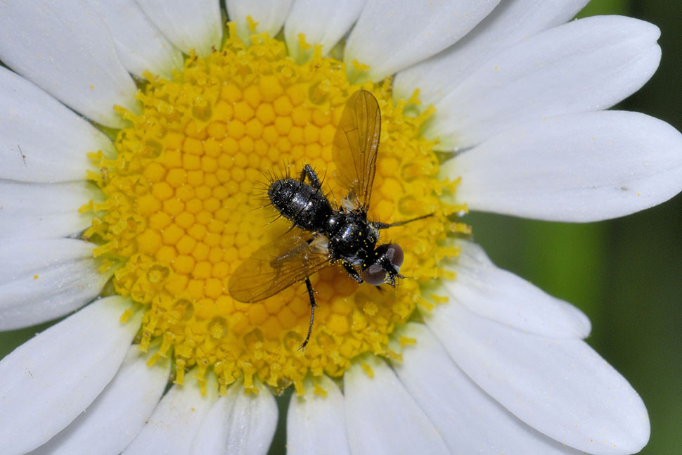 Phania funesta (Tachinidae)