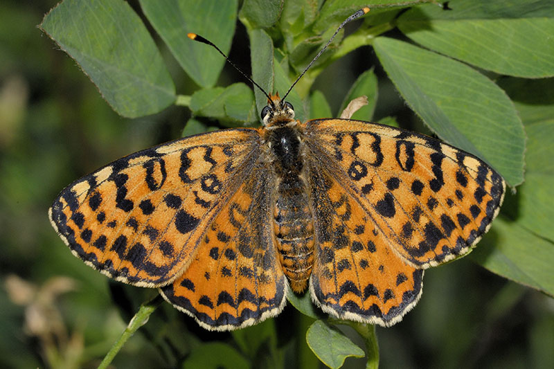 Identificazione Melitaea