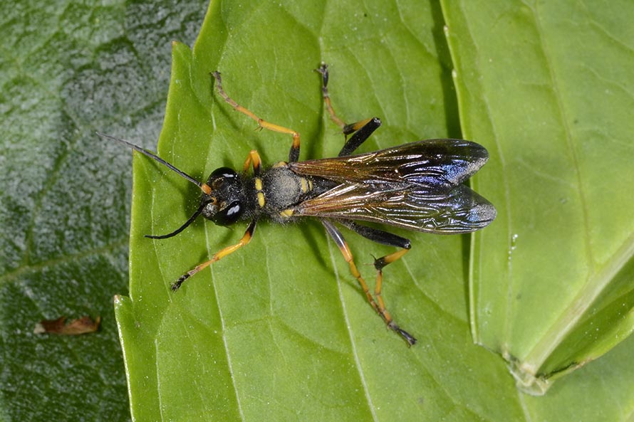 Sphecidae:  Sceliphron caementarium