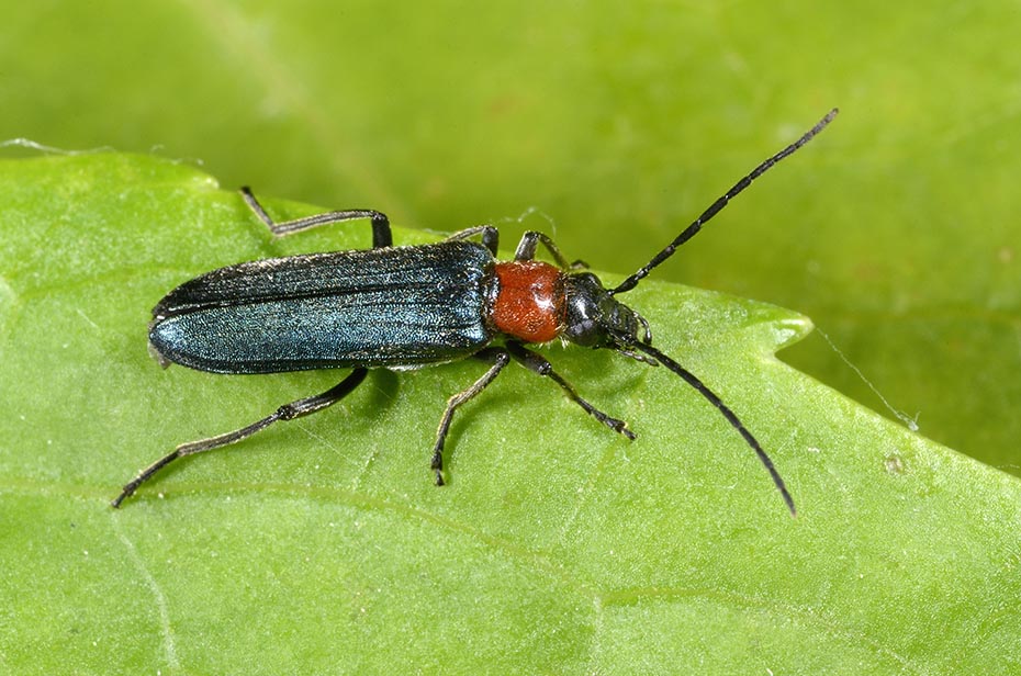 Anogcodes ruficollis, femmina, Oedemeridae