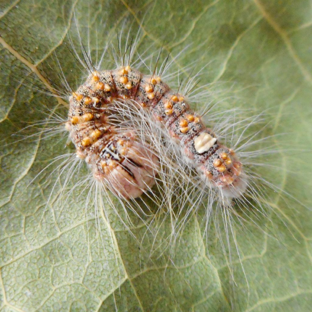 Bruco da identificare - Subacronicta megacephala, Noctuidae