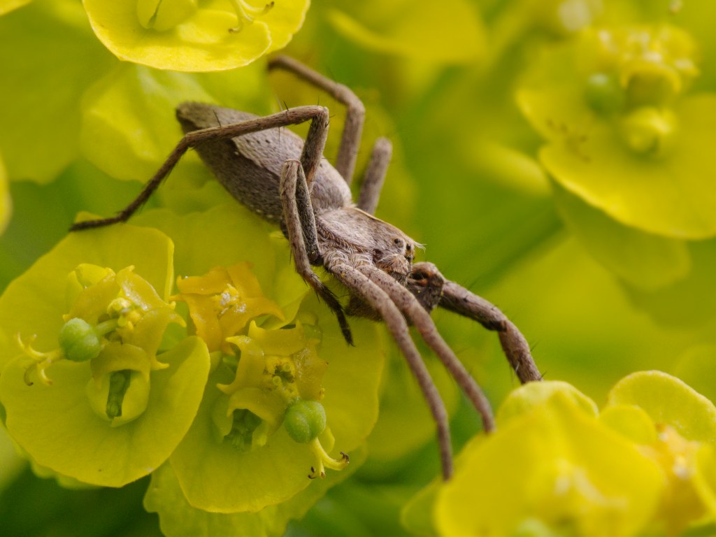 Pisaura cf. mirabilis