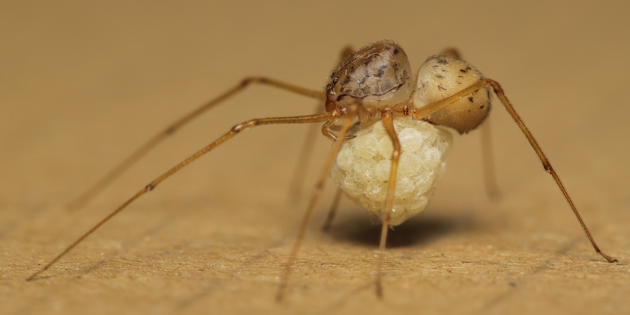 Scytodes sp.   - La Spezia