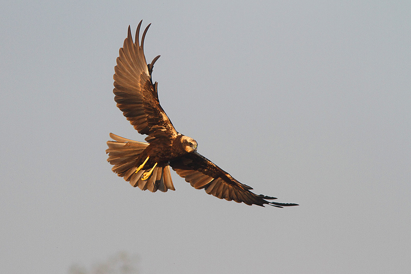 Falco di Palude f.