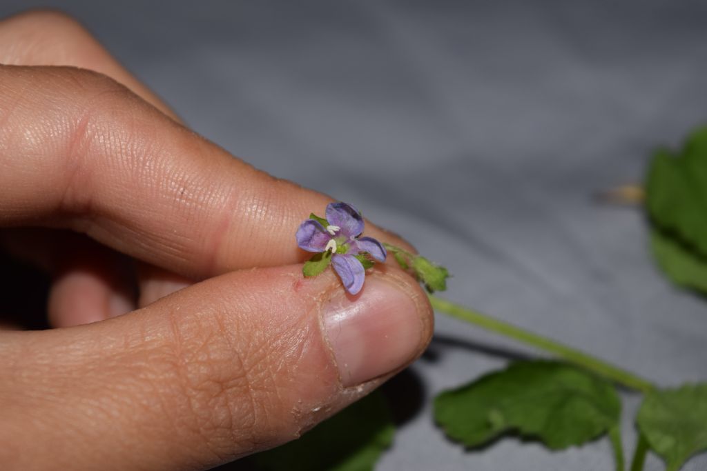 piante tropicali da determinare