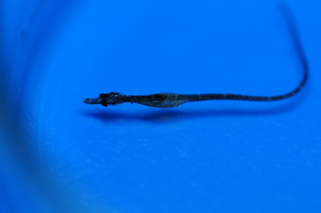 juvenile Syngnathus tenuirostris from the BlackSea