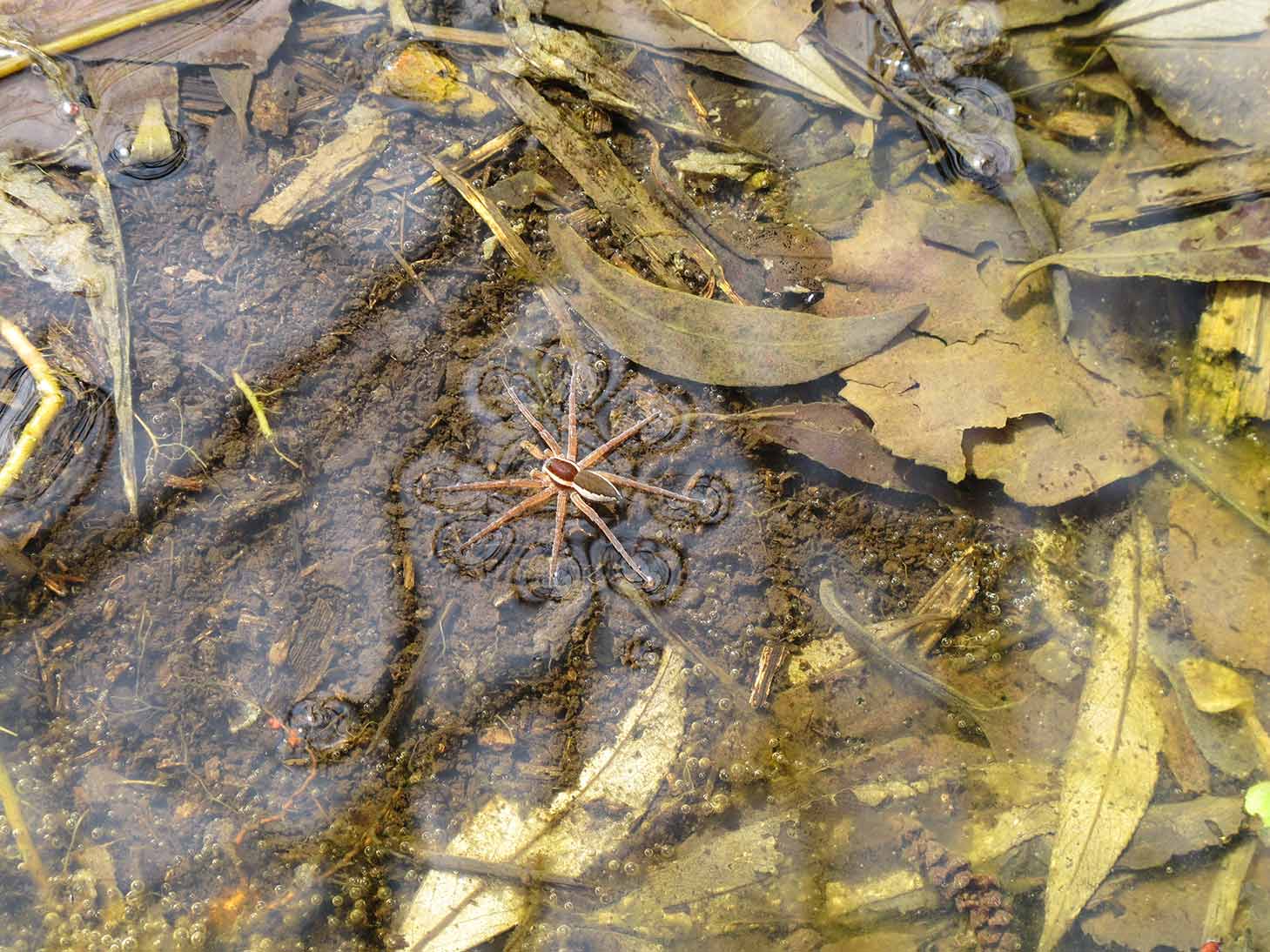 Dolomedes cf. fimbriatus - sorgenti del Sile (TV)