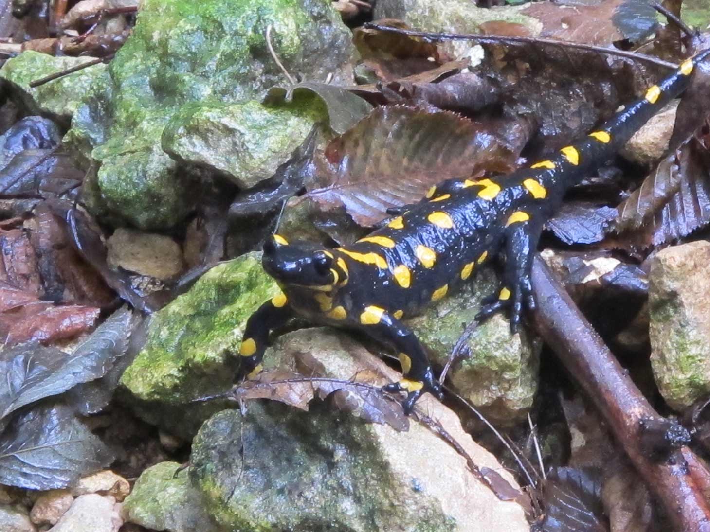 Salamandre vicentine