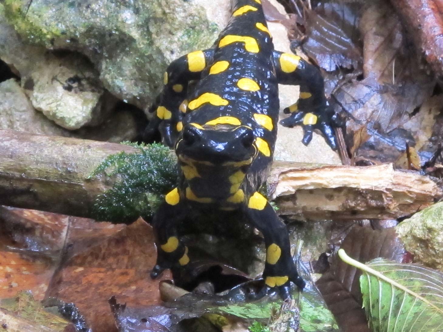 Salamandre vicentine