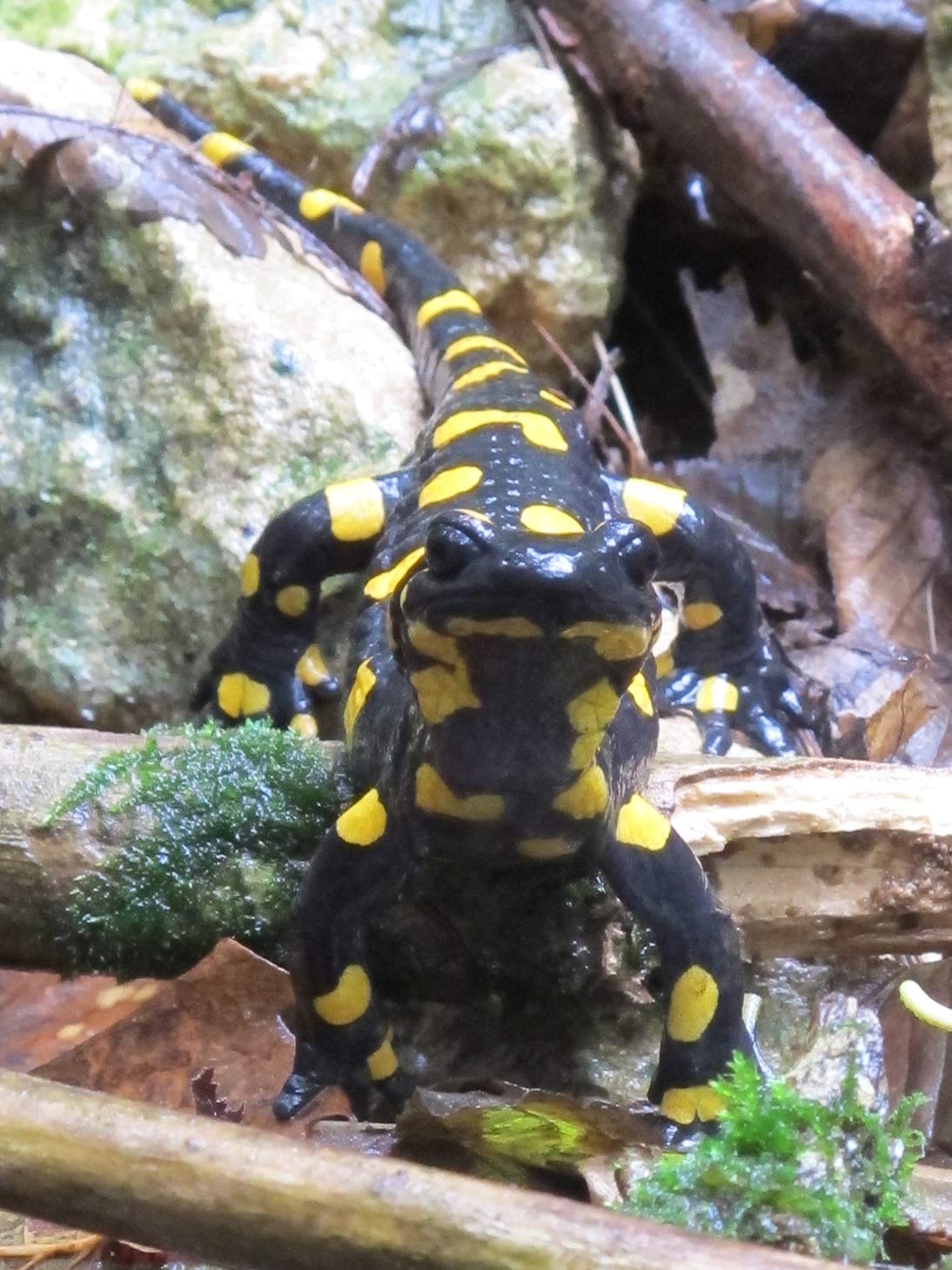 Salamandre vicentine