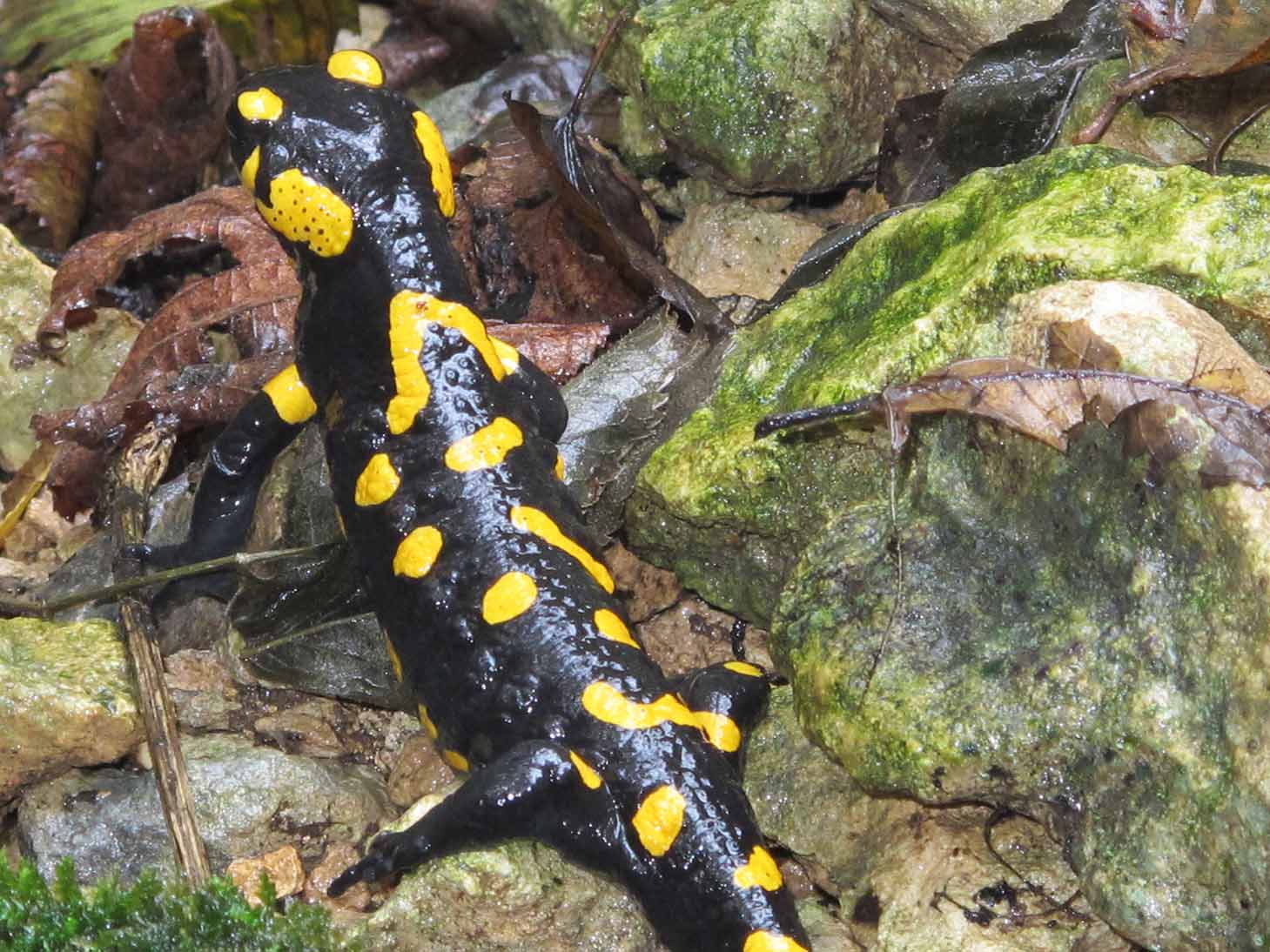 Salamandre vicentine