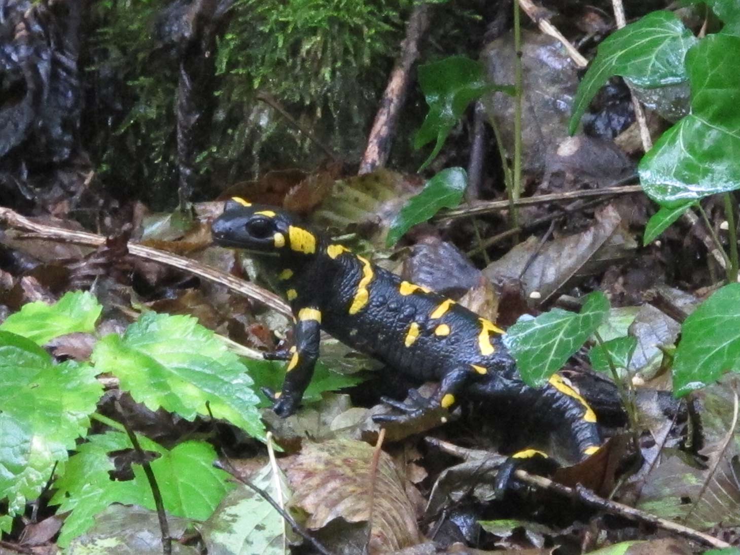 Salamandre vicentine