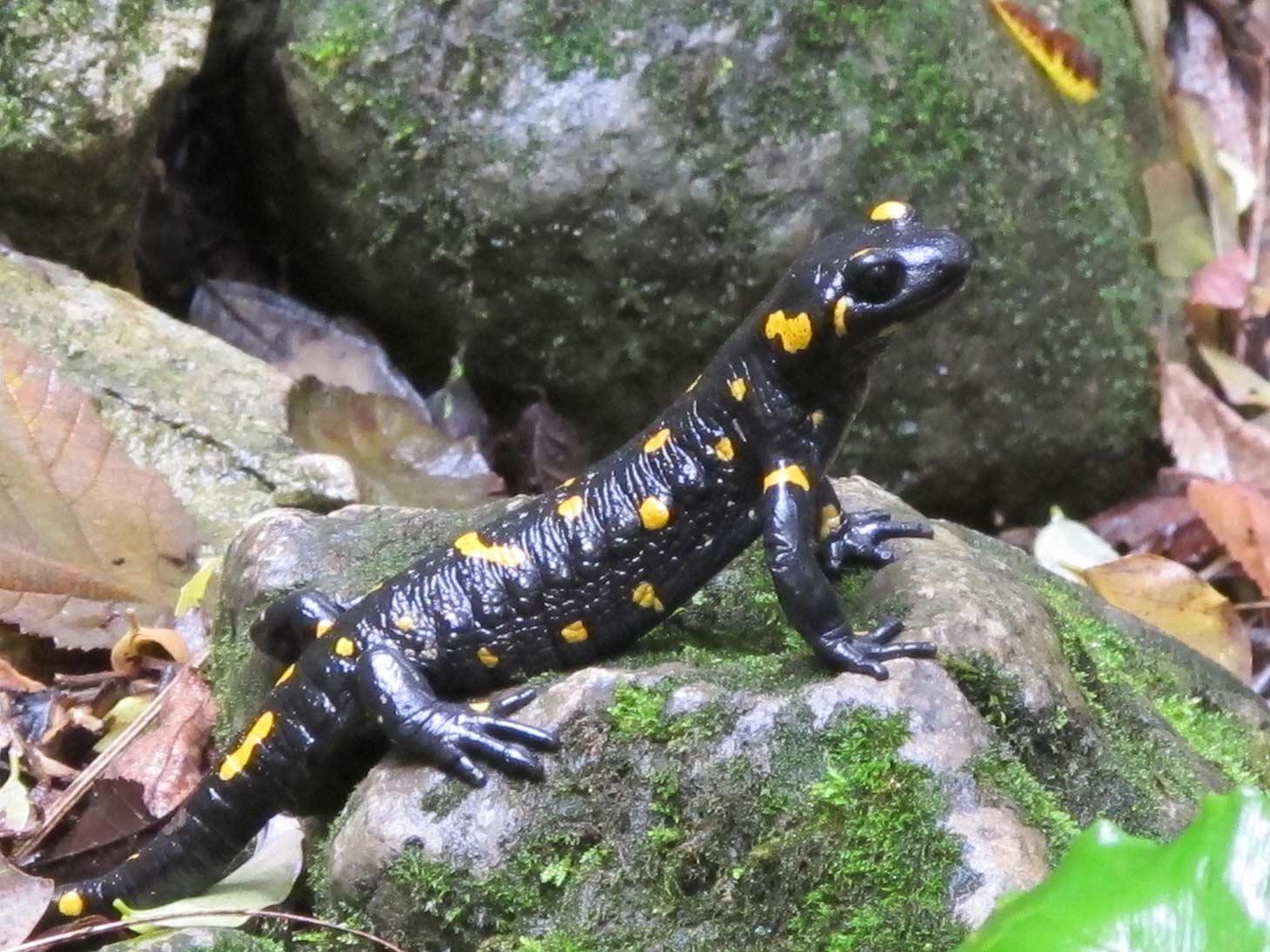 Salamandre vicentine