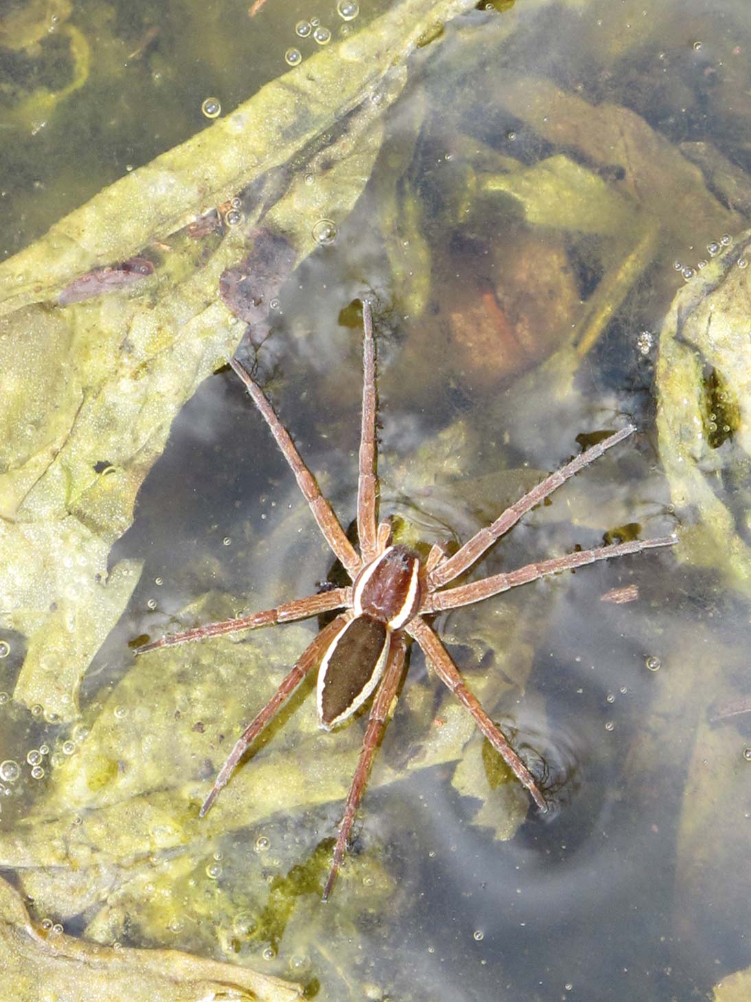 Dolomedes cf. fimbriatus - sorgenti del Sile (TV)