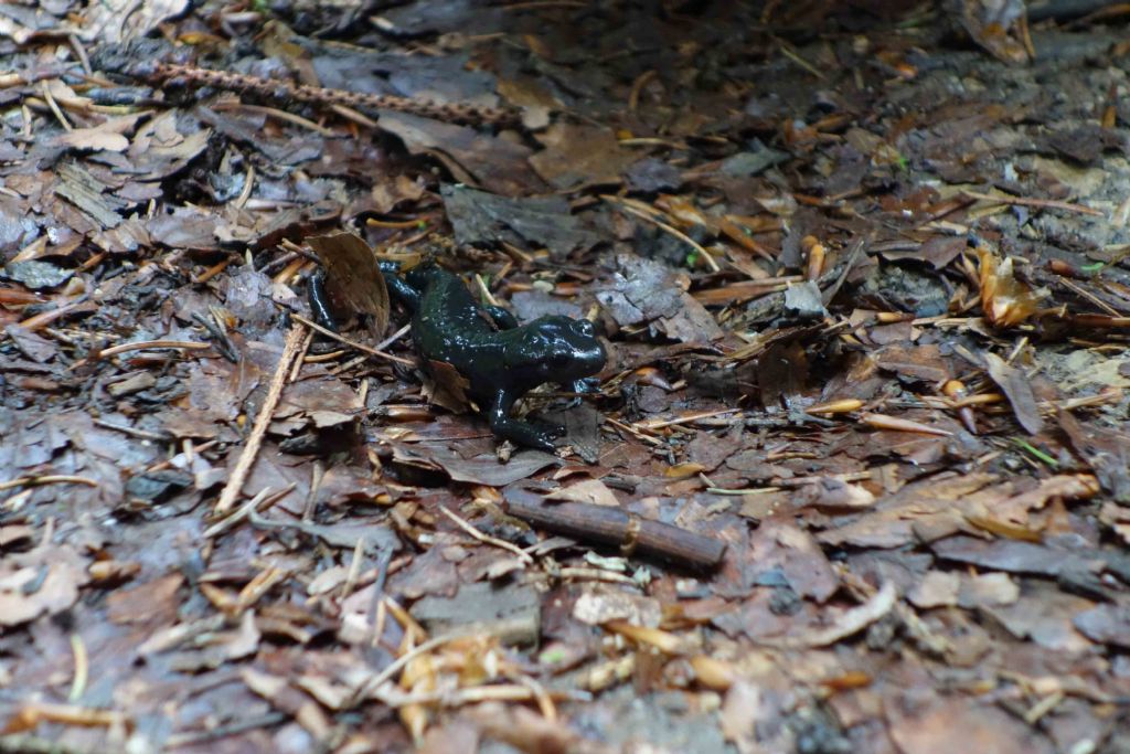 Salamandra atra Altopiano Cansiglio