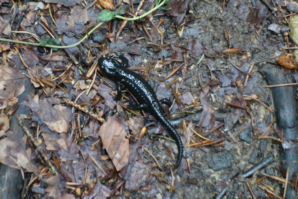 Salamandra atra Altopiano Cansiglio