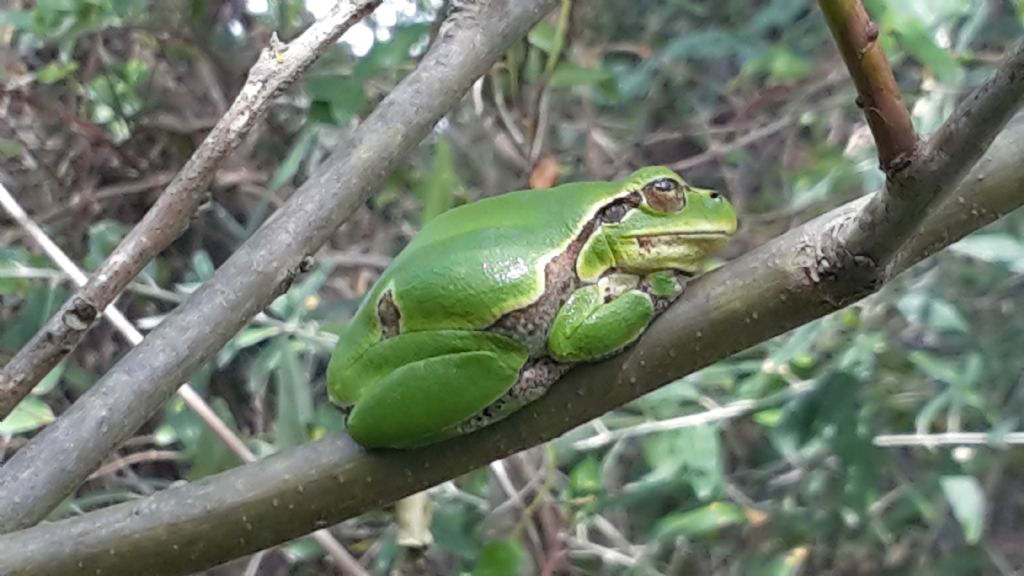 Hyla a Punta Sabbioni (Venezia)