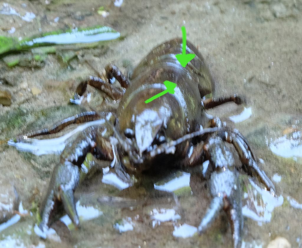 Gamberi della Louisiana nelle foreste casentinesi? No, Austropotamobius pallipes