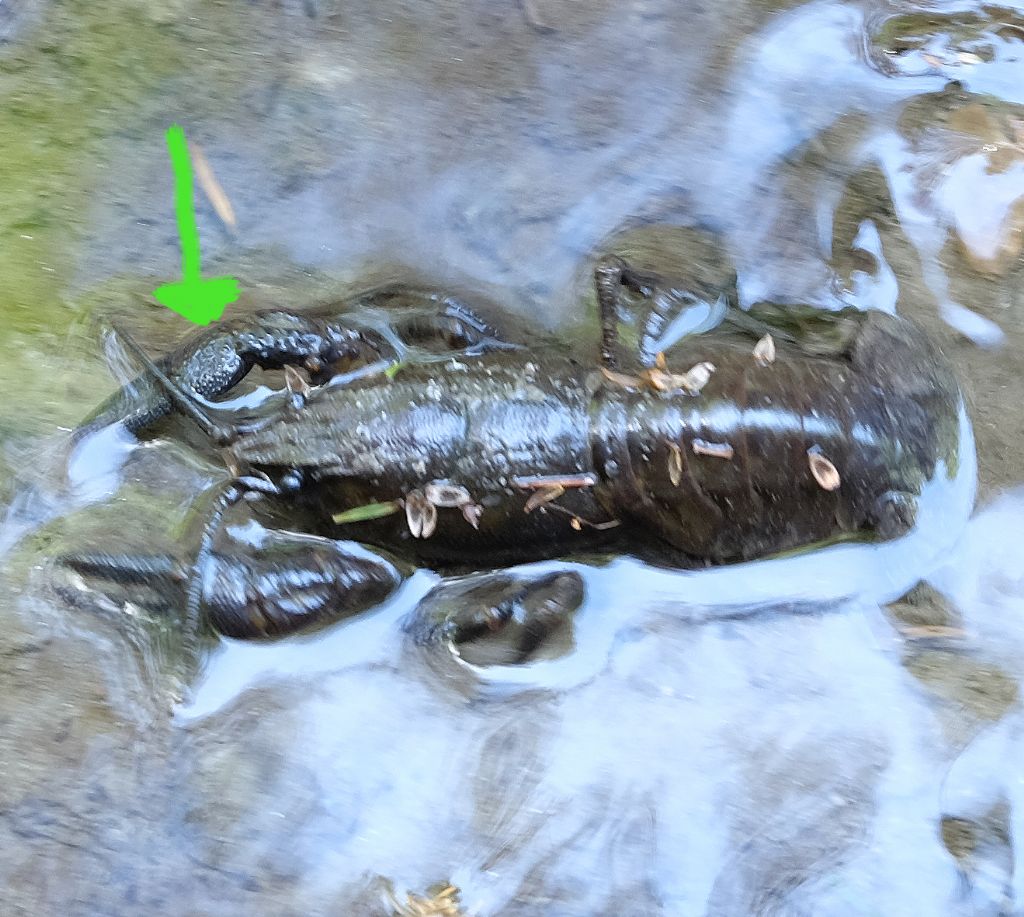 Gamberi della Louisiana nelle foreste casentinesi? No, Austropotamobius pallipes