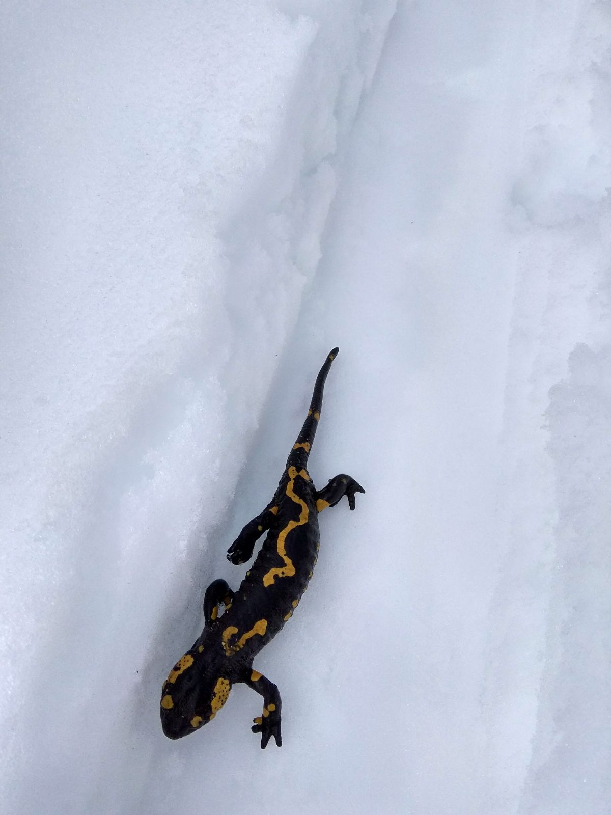 Salamandra pezzata sotto la neve