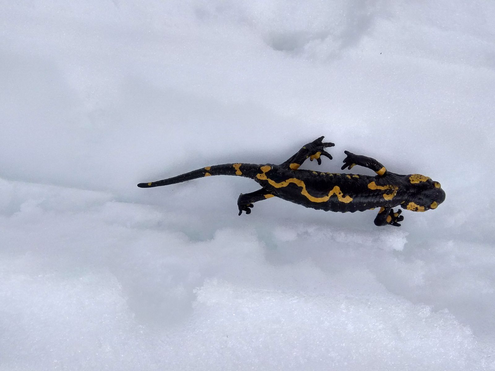 Salamandra pezzata sotto la neve