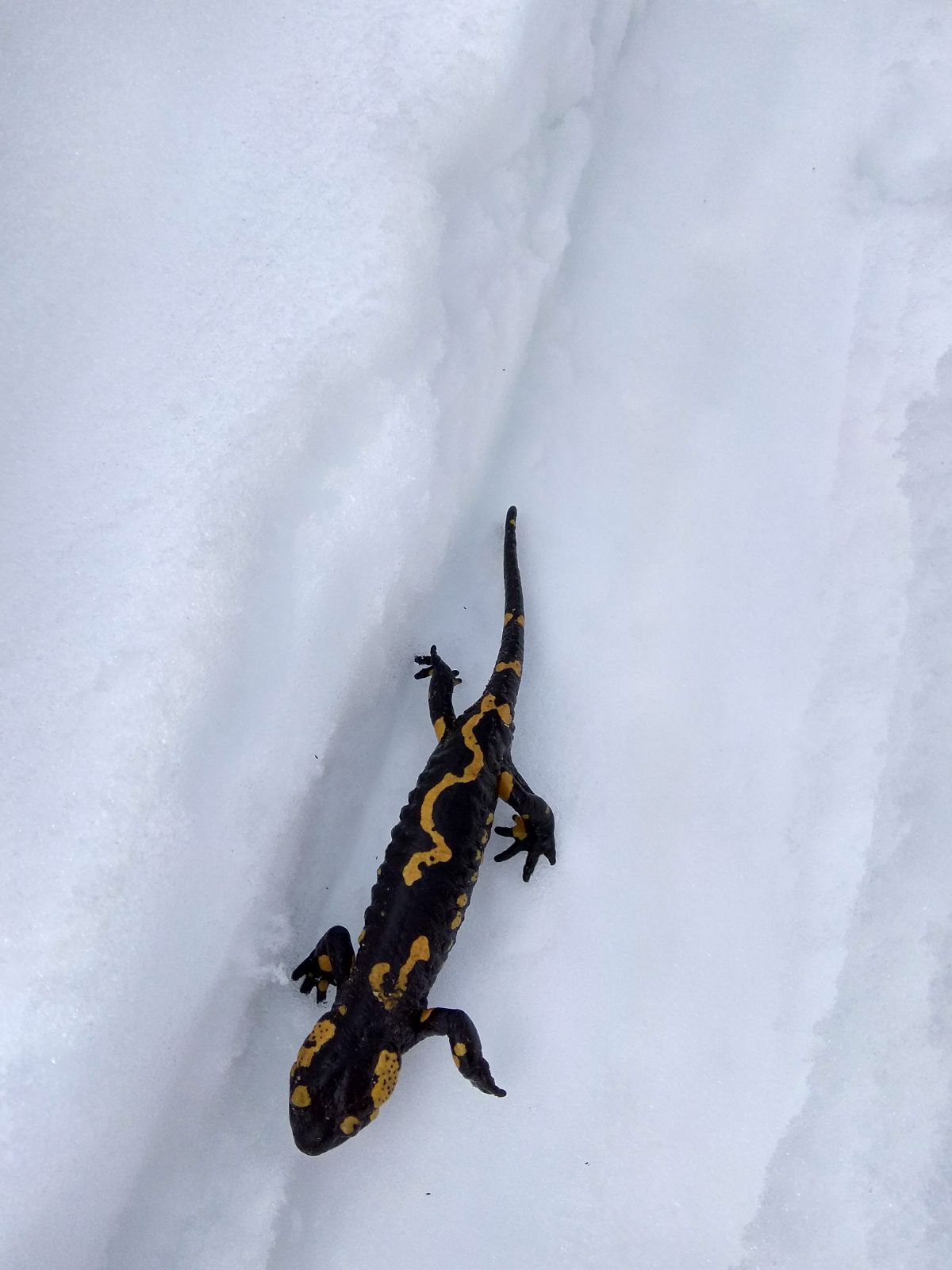 Salamandra pezzata sotto la neve