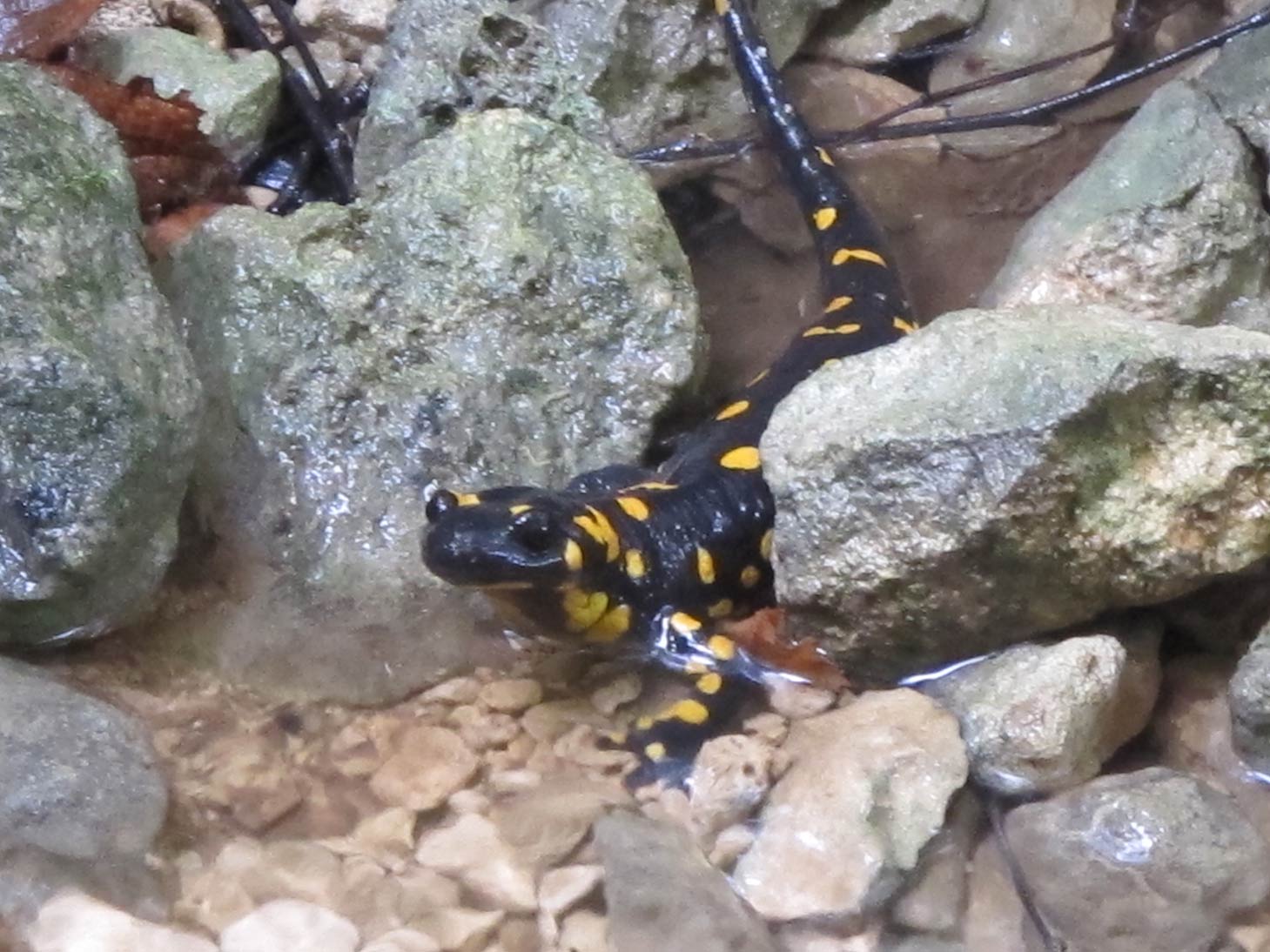 Salamandre vicentine