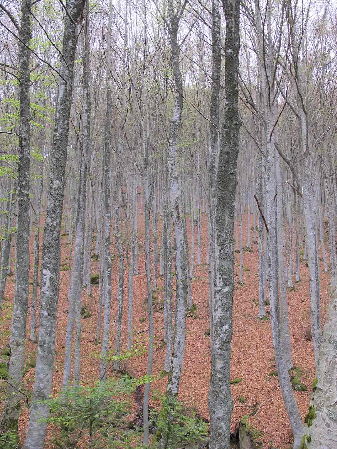 Di nuovo casentino