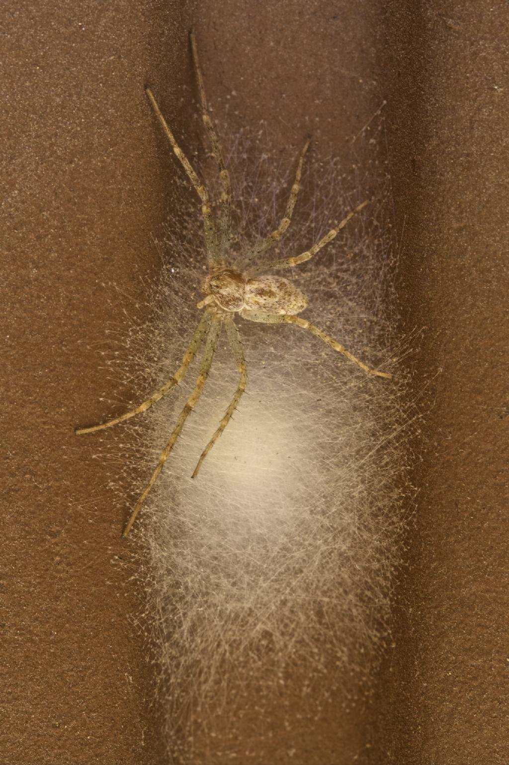 Philodromus sp. con ovisacco - Bressanone (BZ)