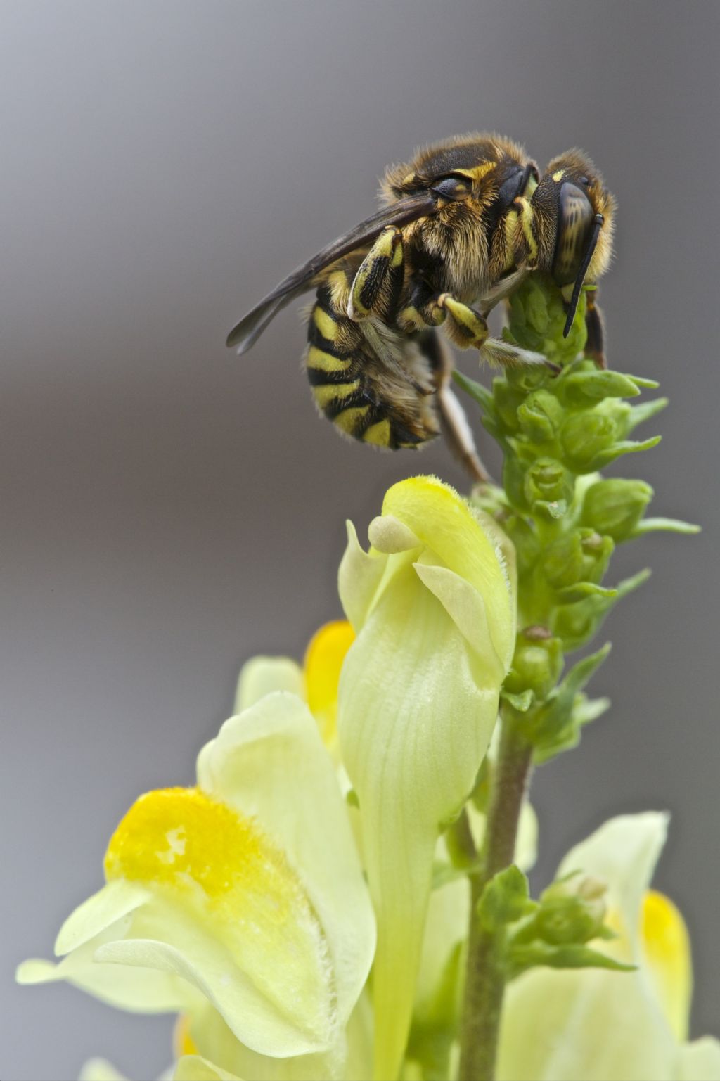 Anthidium sp, Apoidea