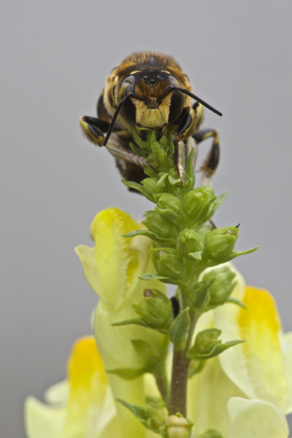 Anthidium sp, Apoidea