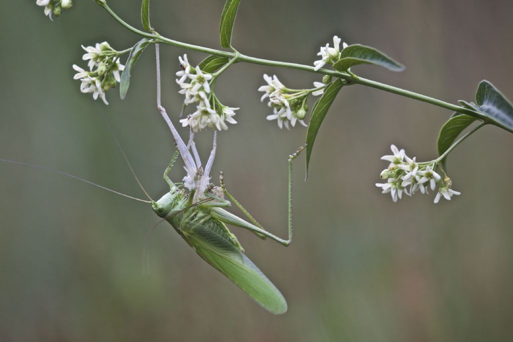 Tettigonia