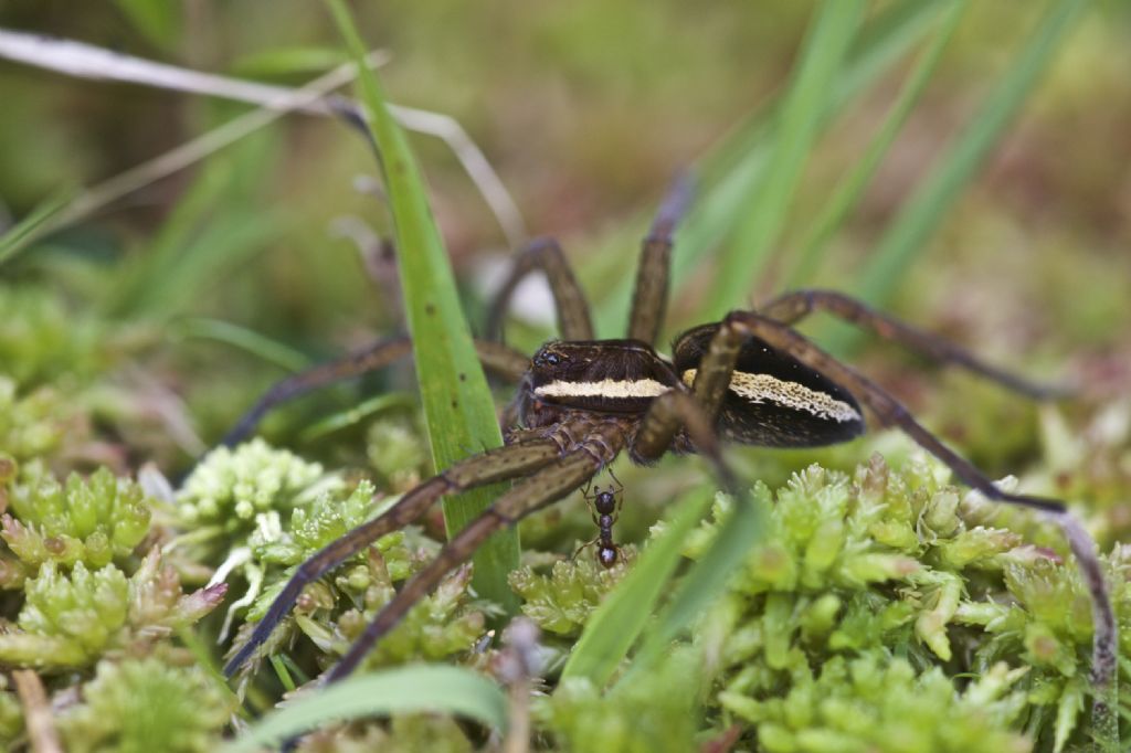 Dolomedes fimbriatus