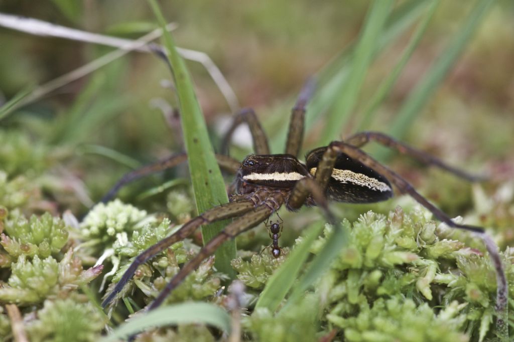 Dolomedes sp. - Kitzbhel (Austria)