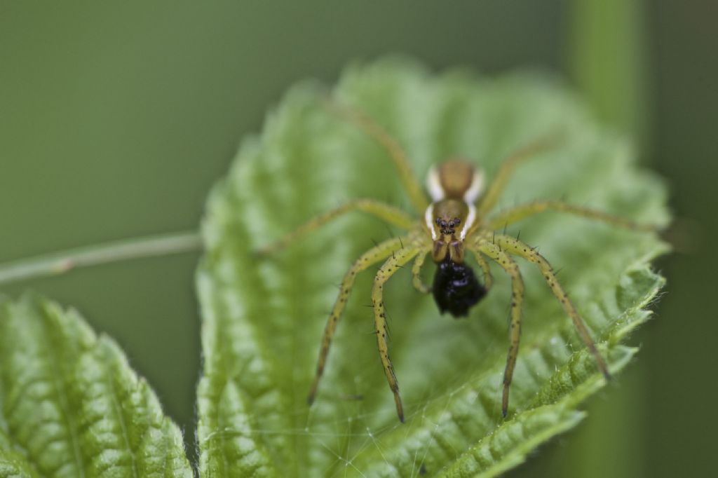 Dolomedes sp. - Kitzbhel (Austria)