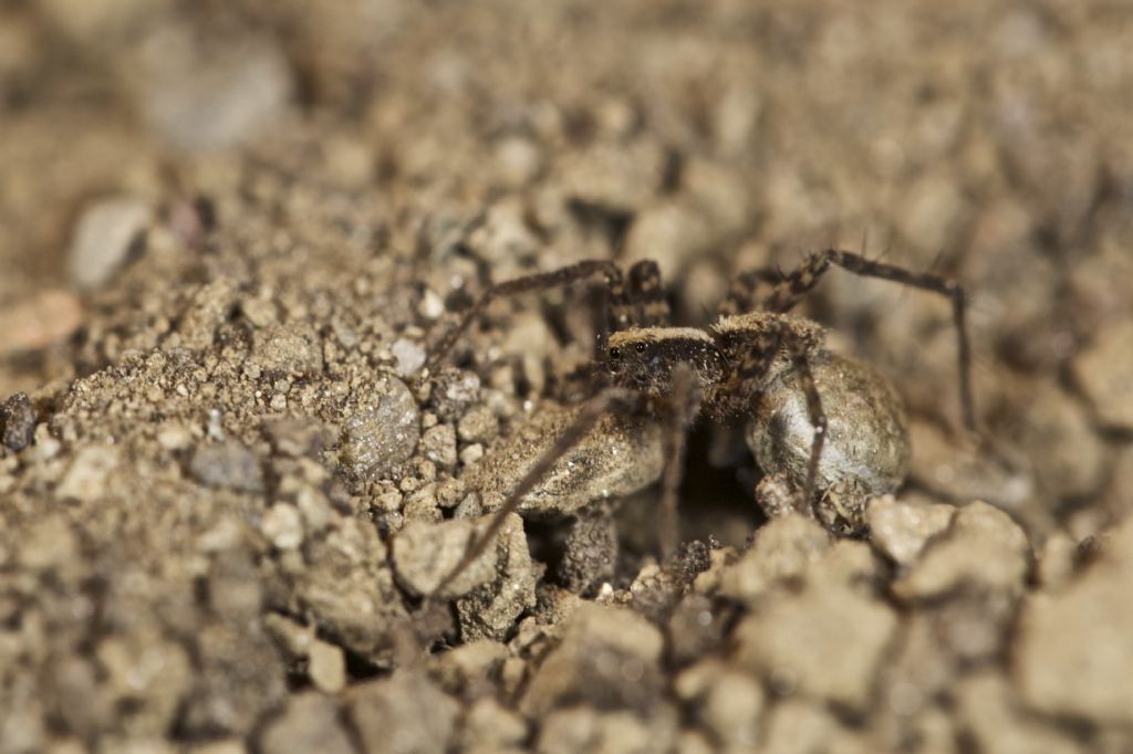 Pardosa sp. con ovisacco - Aica (BZ)