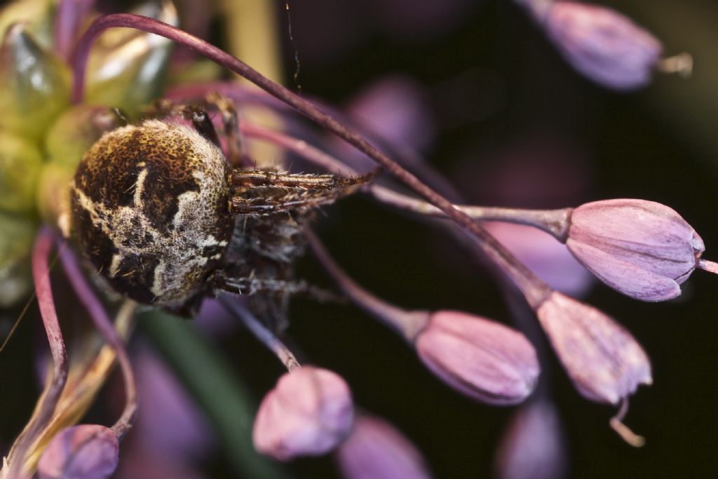 Agalenatea redii - Velturno (BZ)