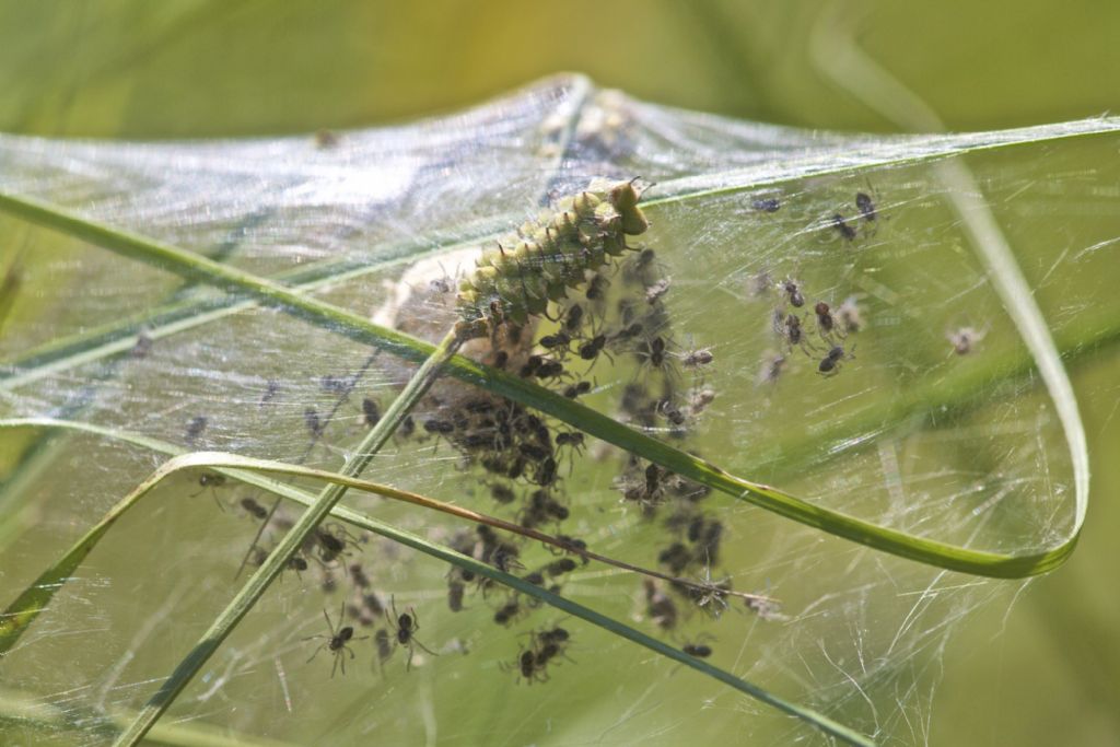 Pisaura mirabilis - eggsac con piccoli