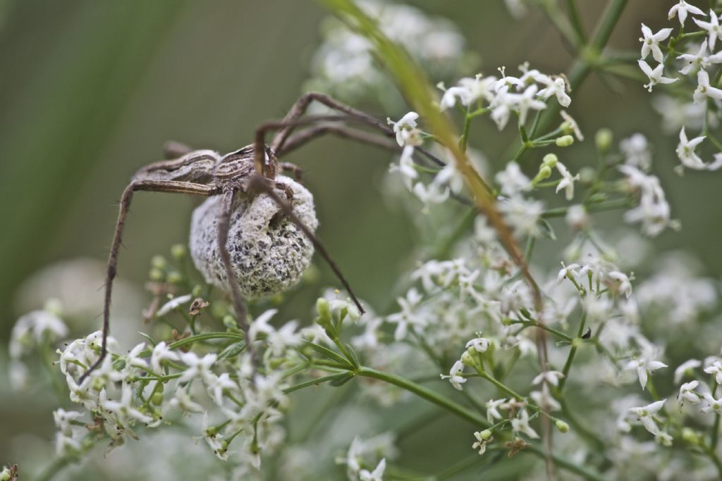 Pisaura mirabilis femmina