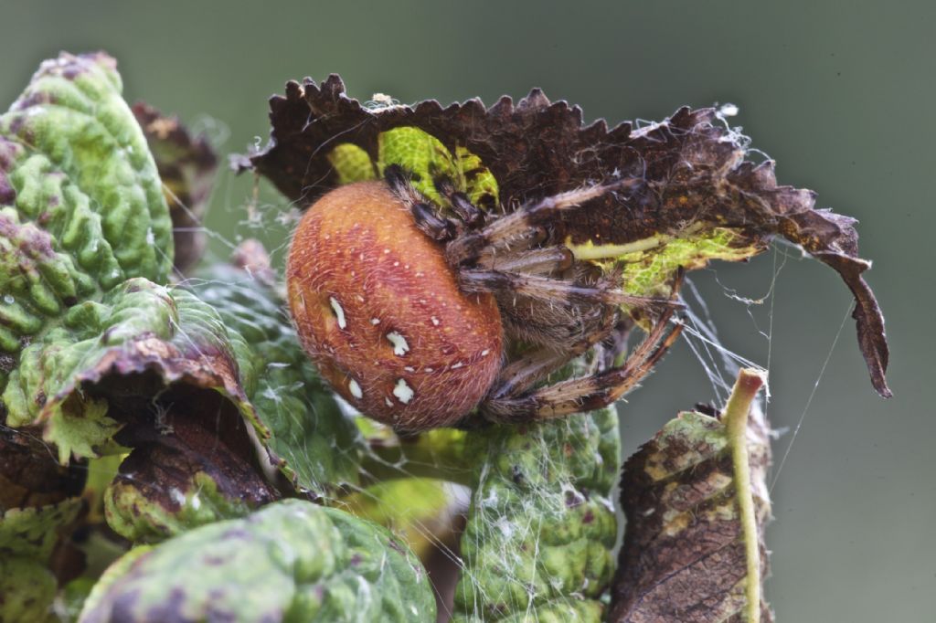 Araneus quadratus - Rasa (BZ)