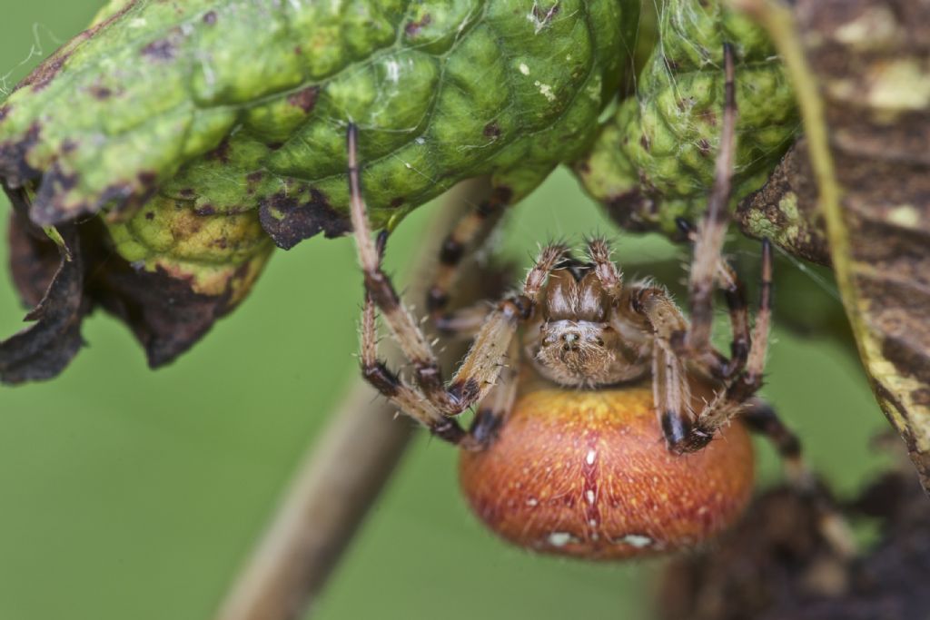 Araneus quadratus - Rasa (BZ)