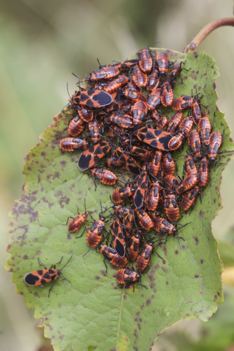 Tropidothorax leucopterus