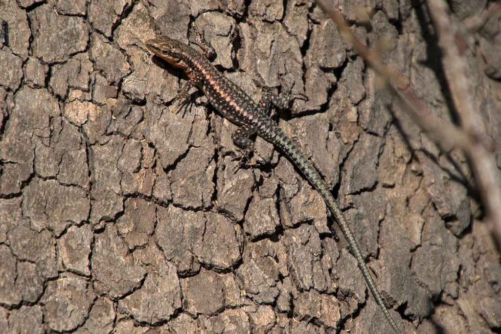 Anatolacerta anatolica (Lacertidae)