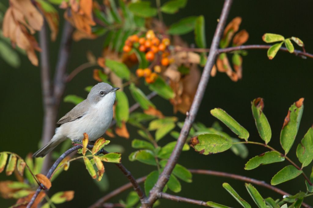 Lu piccolo(Phylloscopus collybita),  Lu bianco(P. bonelli) e Bigiarella(Sylvia curruca)