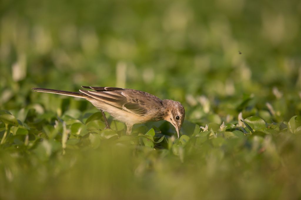 Ballerina ? No, giovane Cutrettola (Motacilla flava)