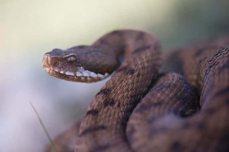 Vipera aspis