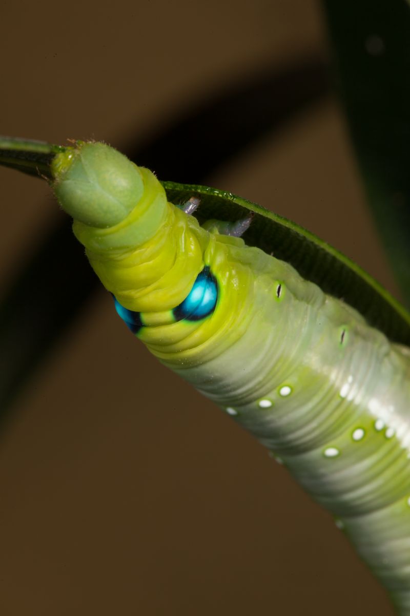 Una gradita sorpresa ...larve di sfinge dell''oleandro (Daphnis nerii)