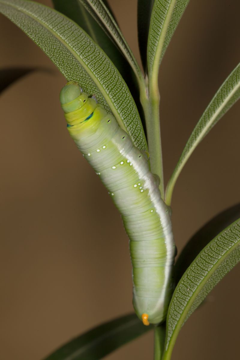 Una gradita sorpresa ...larve di sfinge dell''oleandro (Daphnis nerii)