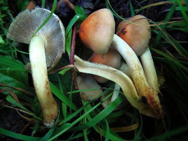 Hypholoma sublateritium?